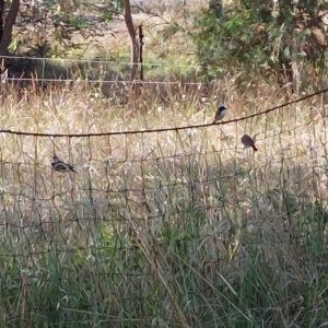 Stagonopleura guttata at Wirlinga, NSW - suppressed