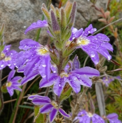 Scaevola aemula (Common Fan-flower) at Morton National Park - 29 Nov 2022 by RobG1