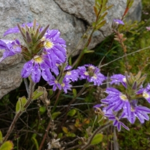 Scaevola aemula at Boolijah, NSW - suppressed