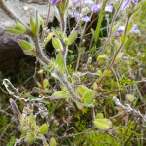 Scaevola aemula at Boolijah, NSW - suppressed