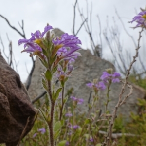 Scaevola aemula at Boolijah, NSW - suppressed