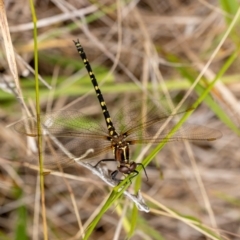 Synthemis eustalacta (Swamp Tigertail) at Wingecarribee Local Government Area - 31 Dec 2022 by Aussiegall