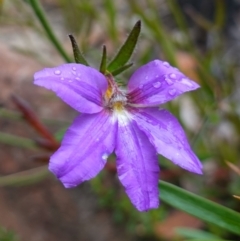 Scaevola ramosissima (Hairy Fan-flower) at Morton National Park - 30 Nov 2022 by RobG1