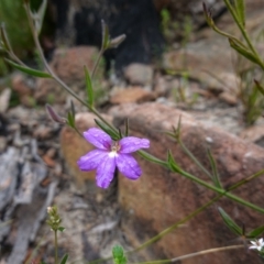 Scaevola ramosissima at Boolijah, NSW - 30 Nov 2022