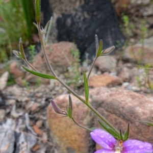 Scaevola ramosissima at Boolijah, NSW - 30 Nov 2022