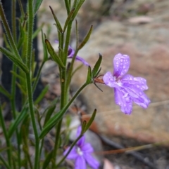 Scaevola ramosissima at Boolijah, NSW - 30 Nov 2022