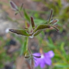 Scaevola ramosissima at Boolijah, NSW - 30 Nov 2022