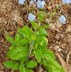 Myosotis laxa subsp. caespitosa at Weston, ACT - 2 Jan 2023