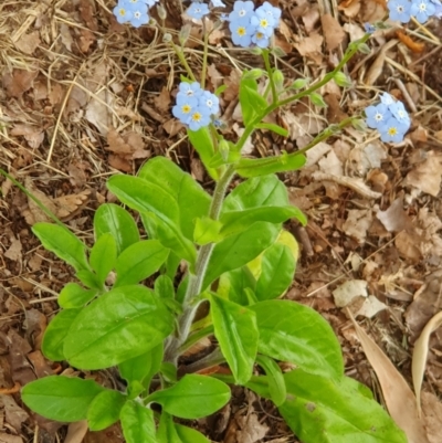 Myosotis laxa subsp. caespitosa (Water Forget-me-not) at Weston, ACT - 2 Jan 2023 by jmcleod