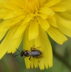 Lasioglossum (Homalictus) sphecodoides (sweat bee) at Murrumbateman, NSW - 1 Jan 2023 by SimoneC