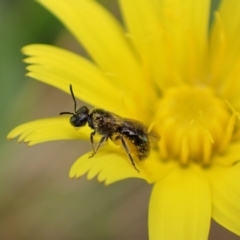 Lasioglossum (Homalictus) sphecodoides at Murrumbateman, NSW - 1 Jan 2023 01:14 PM