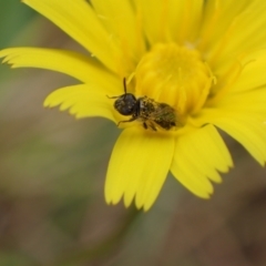 Lasioglossum (Homalictus) sphecodoides at Murrumbateman, NSW - 1 Jan 2023