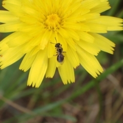 Lasioglossum (Homalictus) sphecodoides at Murrumbateman, NSW - 1 Jan 2023 01:14 PM