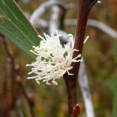 Hakea dactyloides (Finger Hakea) at Sassafras, NSW - 3 Nov 2022 by RobG1