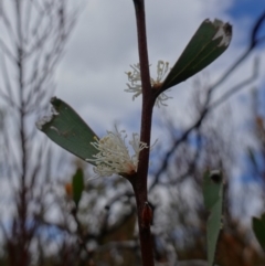 Hakea dactyloides at Sassafras, NSW - 3 Nov 2022