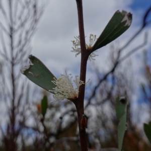 Hakea dactyloides at Sassafras, NSW - 3 Nov 2022