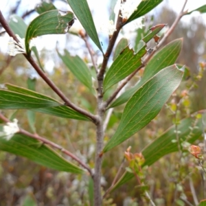 Hakea dactyloides at Sassafras, NSW - 3 Nov 2022