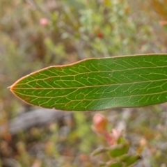 Hakea dactyloides at Sassafras, NSW - 3 Nov 2022