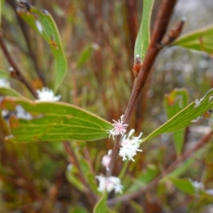 Hakea dactyloides at Sassafras, NSW - 3 Nov 2022