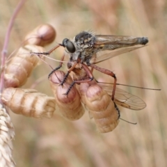 Zosteria sp. (genus) (Common brown robber fly) at Murrumbateman, NSW - 1 Jan 2023 by SimoneC