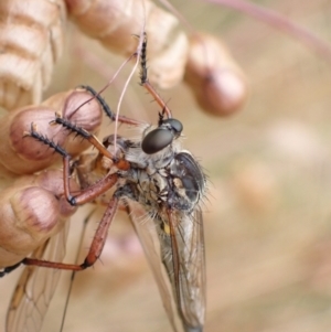 Zosteria sp. (genus) at Murrumbateman, NSW - 1 Jan 2023