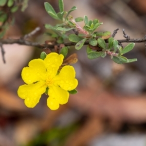 Hibbertia obtusifolia at Tallong, NSW - 1 Jan 2023