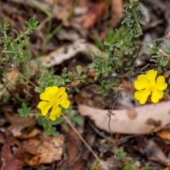 Hibbertia obtusifolia at Tallong, NSW - 1 Jan 2023 10:00 AM