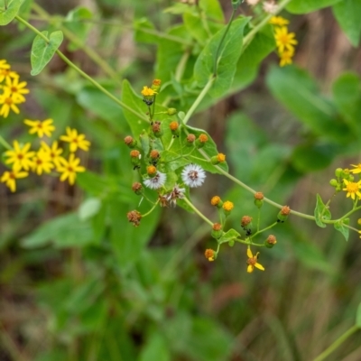 Lordhowea velleioides (Forest Groundsel) at Tallong, NSW - 31 Dec 2022 by Aussiegall