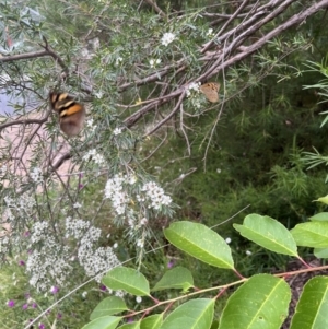 Heteronympha merope at Watson, ACT - 2 Jan 2023