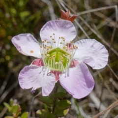 Leptospermum rotundifolium (Round Leaf Teatree) at Sassafras, NSW - 3 Nov 2022 by RobG1