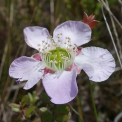 Leptospermum rotundifolium at Sassafras, NSW - suppressed