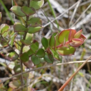 Leptospermum rotundifolium at Sassafras, NSW - suppressed