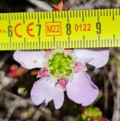 Leptospermum rotundifolium at Sassafras, NSW - suppressed