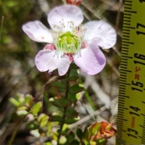 Leptospermum rotundifolium at Sassafras, NSW - suppressed