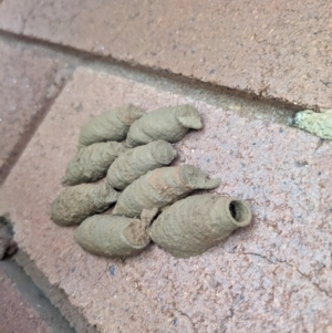 Sphecidae or Crabronidae (families) at Hackett, ACT - 2 Jan 2023