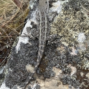 Amphibolurus muricatus at Kowen, ACT - 2 Jan 2023