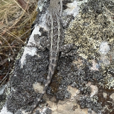 Amphibolurus muricatus (Jacky Lizard) at Molonglo Gorge - 2 Jan 2023 by Bugologist