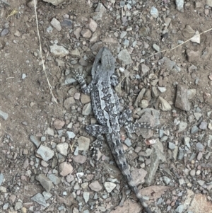 Amphibolurus muricatus at Kowen, ACT - 2 Jan 2023