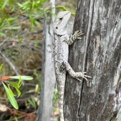 Amphibolurus muricatus at Kowen, ACT - 2 Jan 2023