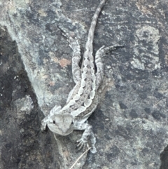 Amphibolurus muricatus at Kowen, ACT - 2 Jan 2023