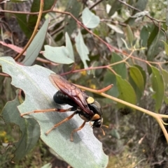 Perga dorsalis (Steel-blue sawfly, spitfire) at Molonglo Gorge - 2 Jan 2023 by Bugologist