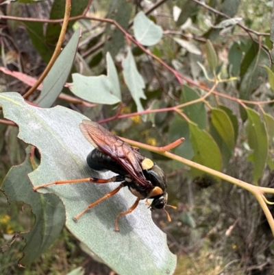 Perga dorsalis (Steel-blue sawfly, spitfire) at Molonglo Gorge - 2 Jan 2023 by Bugologist