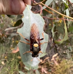 Perga dorsalis at Carwoola, NSW - 2 Jan 2023