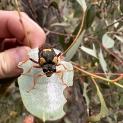 Perga dorsalis at Carwoola, NSW - 2 Jan 2023 04:41 PM