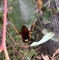 Perga dorsalis at Carwoola, NSW - 2 Jan 2023 04:41 PM