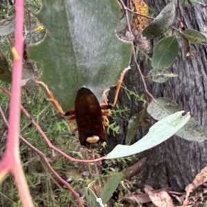 Perga dorsalis at Carwoola, NSW - 2 Jan 2023
