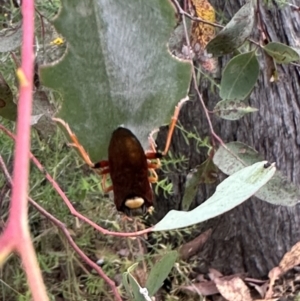 Perga dorsalis at Carwoola, NSW - 2 Jan 2023 04:41 PM