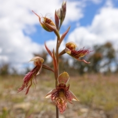 Calochilus paludosus (Strap Beard Orchid) at Morton National Park - 3 Nov 2022 by RobG1