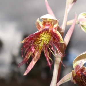 Calochilus paludosus at Sassafras, NSW - 3 Nov 2022