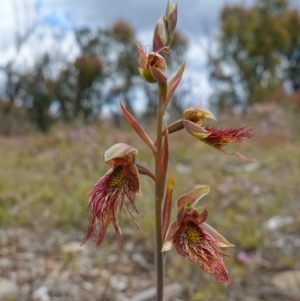 Calochilus paludosus at Sassafras, NSW - 3 Nov 2022